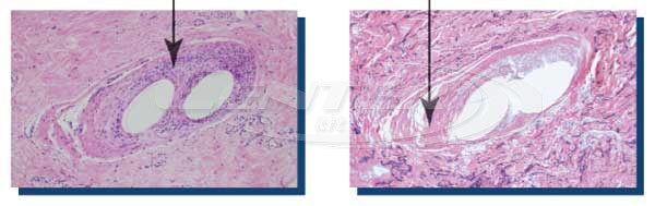 histological images